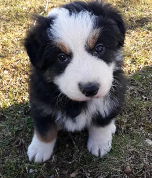 adorabili cuccioli  pastore australiano femminucce e maschietti disponibili