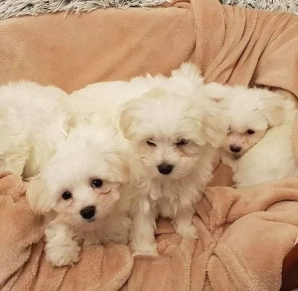 cuccioli di maltese toy