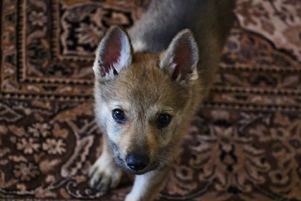 cuccioli cane lupo cecoslovacco  | Foto 2