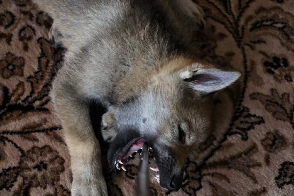 cuccioli cane lupo cecoslovacco  | Foto 0