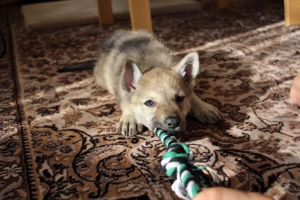 cuccioli cane lupo cecoslovacco 