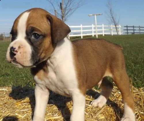 email : ameliajefferson80[at]gmail[.com] adorabili cuccioli di boxer femminucce e maschietti disponibili 