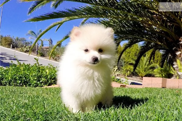  regalo pomerania cuccioli (maschio e femmina