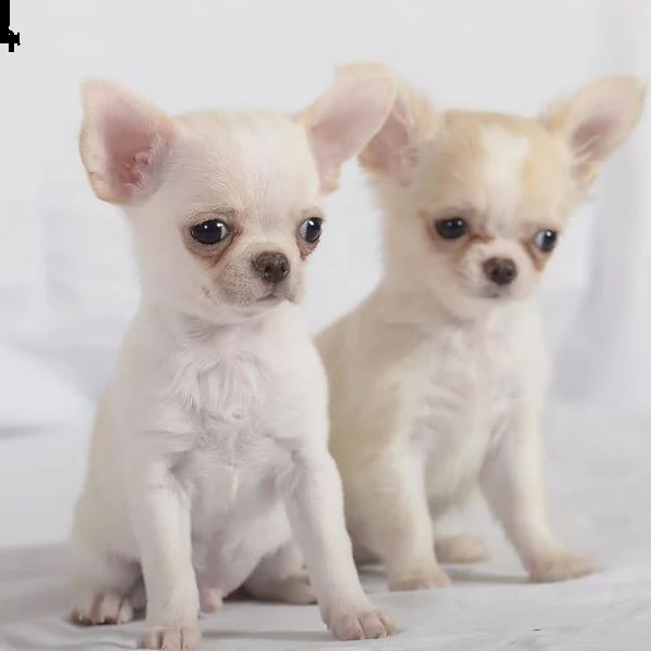 chihuahua puppies for sale 