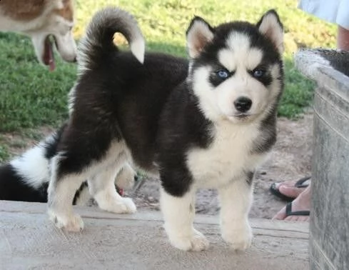 vendita cucciolo vendesi cuccioli husky siberiano