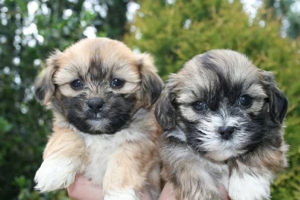  regalo bellissimi cuccioli allevati shih-tzu, colore bianco e nero.