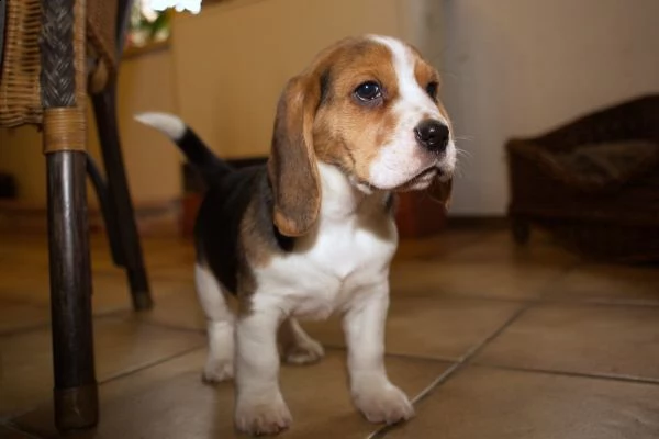  regalo beagle cuccioli (maschio e femmina)