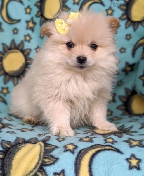 regalo pomerania cuccioli (maschio e femmina)