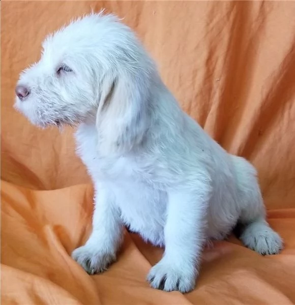 regalo spinone italiano cuccioli meravigliosi ! 