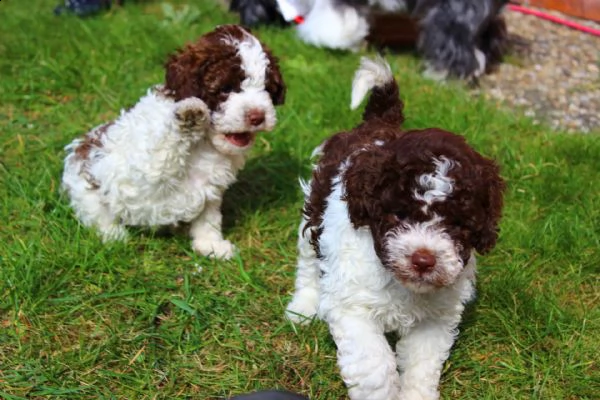 regalo lagotto romagnolo cuccioli meravigliosi ! 