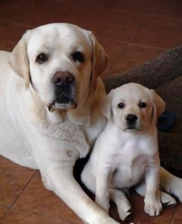  regalo bello labrador  cuccioli maschi e femmine