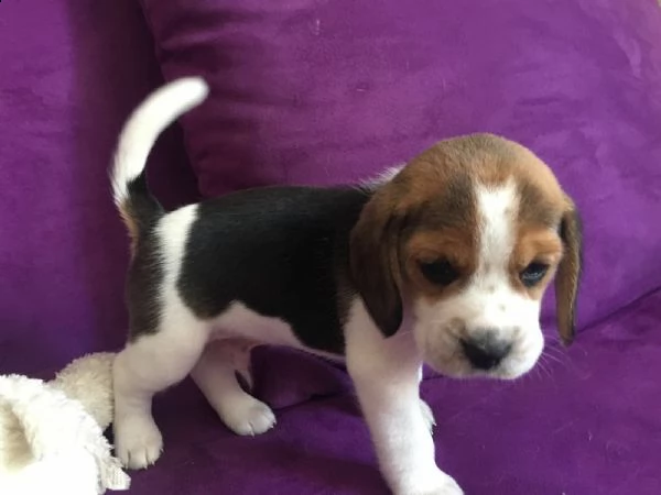  regalo beagle cuccioli (maschio e femmina)