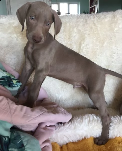 cuccioli di weimaraner per adozione