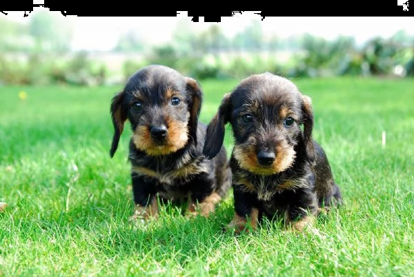 adorabili cuccioli bassotto femminucce e maschietti disponibili