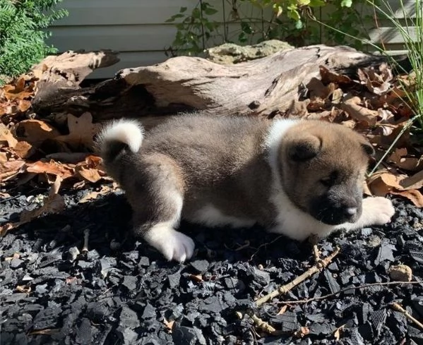 regalo akita cuccioli meravigliosi ! 