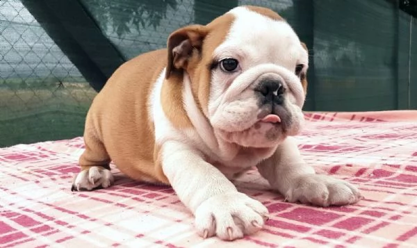  cuccioli inglese bulldog disponibili per adozione