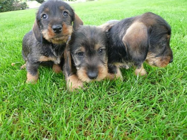 adorabili cuccioli bassotto femminucce e maschietti disponibili