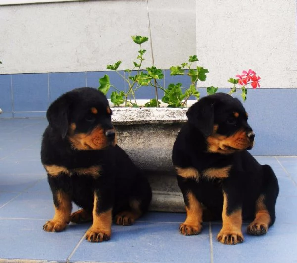 regalo cucciolo di rottweiler con un cappotto duro