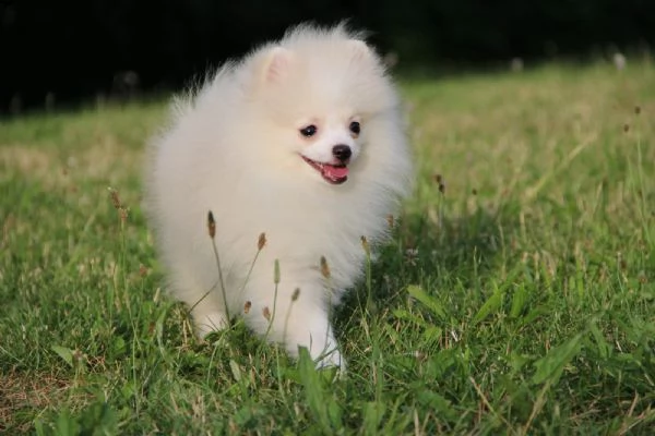  regalo pomerania cuccioli (maschio e femmina)