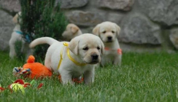  regalo bellissimi cuccioli di labrador