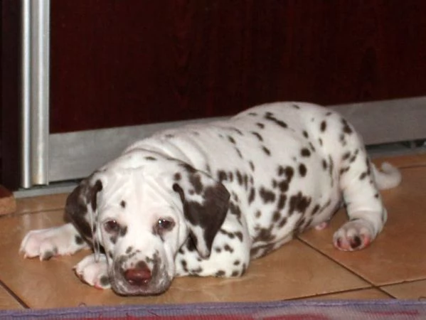  cuccioli di dalmata  femminucce e maschietti disponibili .