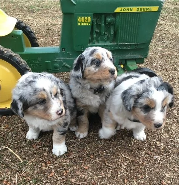 regalo adorabili cuccioli pastore australiano