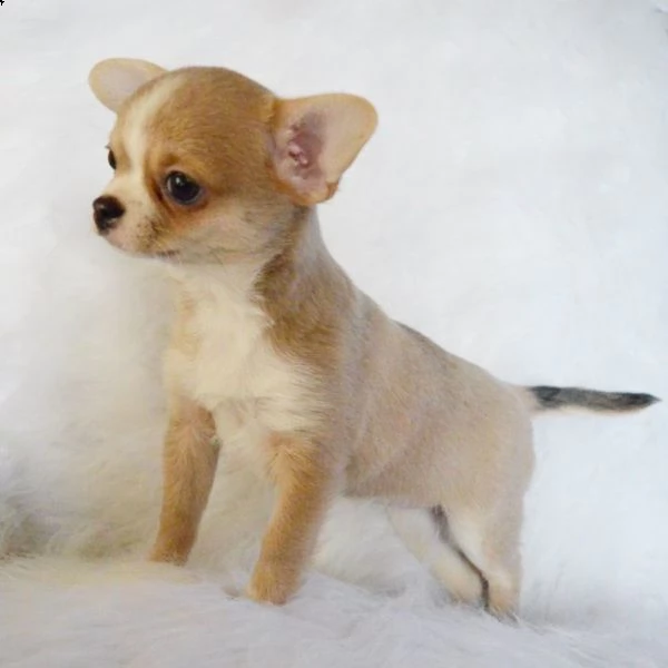  regalo cuccioli dolce e bella chihuahua toy