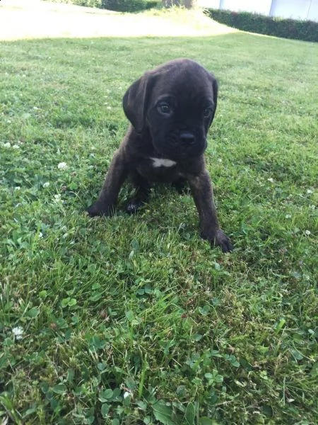 regalo cuccioli di boxer