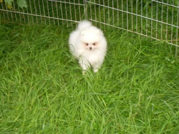  regalo pomerania cuccioli (maschio e femmina)