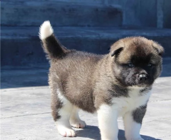 akita inu cuccioli