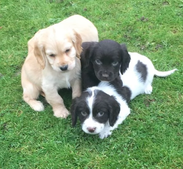 adorabili cuccioli di border collie femminucce e maschietti disponibili .