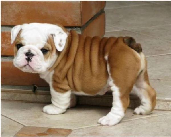 regalo bulldog inglese cuccioli con pedigree