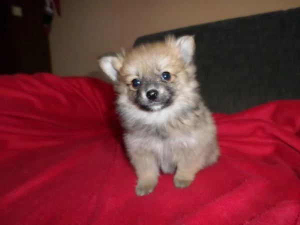 regalo pomerania cuccioli (maschio e femmina)