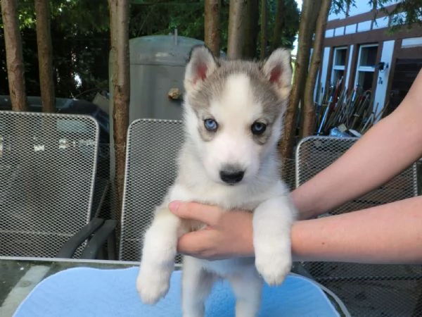 regalo cuccioli siberian husky  maschio e femmina