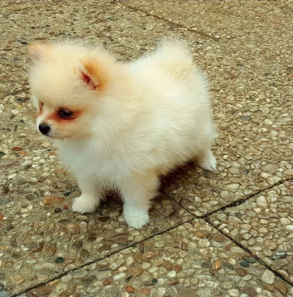  regalo volpino pomerania cuccioli