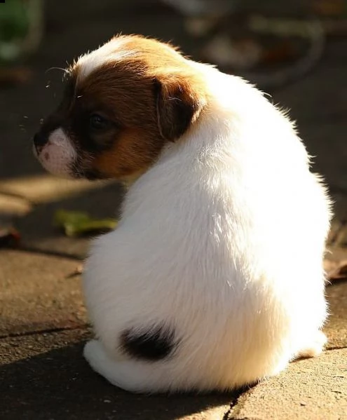  cuccioli di cavalier king  femminucce e maschietti per l'adozione