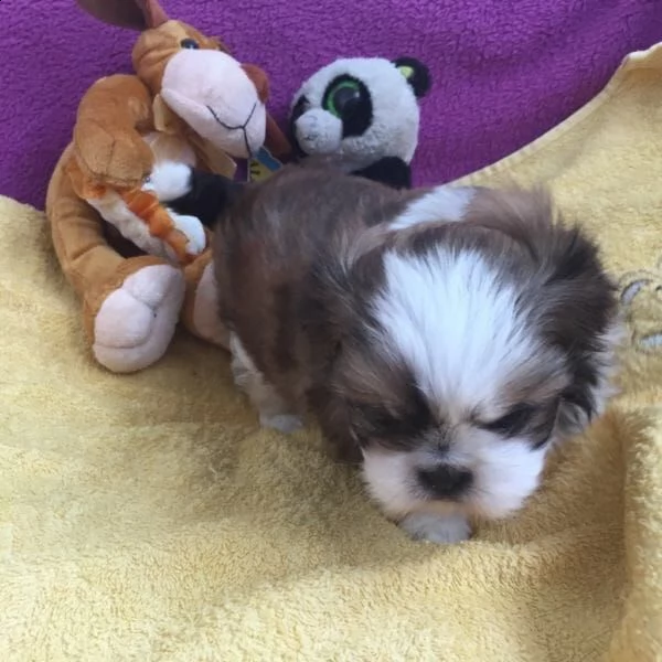  regalo cuccioli shih tzu