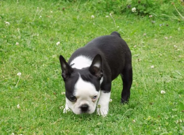  regalo cuccioli boston terrier 