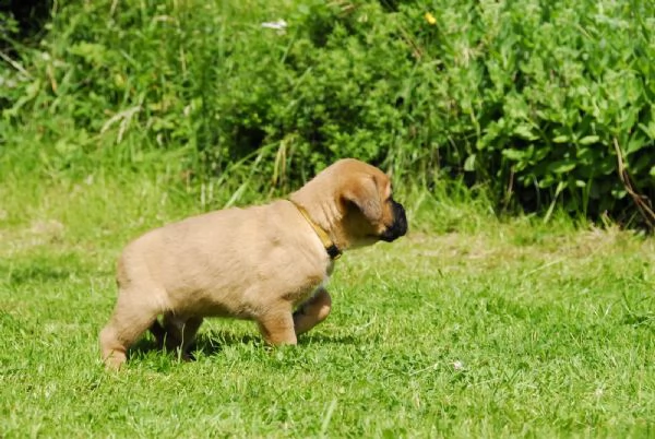  regalo estremamente carino cuccioli di boxer per l'adozione