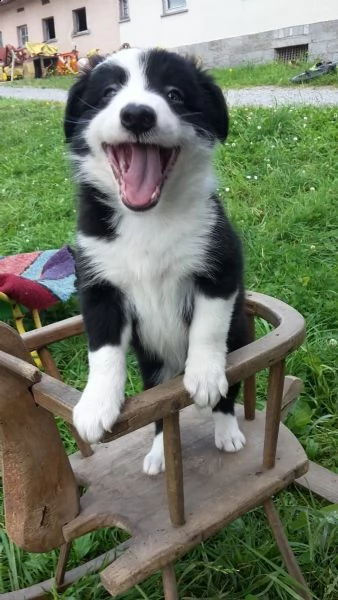  adorabili cuccioli di border collie femminucce e maschietti disponibili .