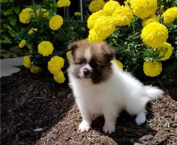 regalo pomerania cuccioli (maschio e femmina)