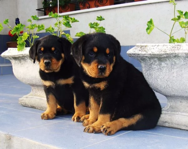  regalo cuccioli dal pelo corto rottweiler