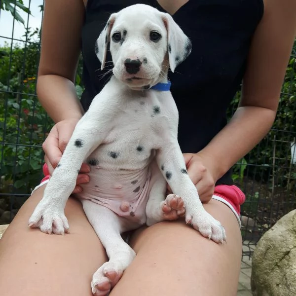  regalo dalmata cuccioli