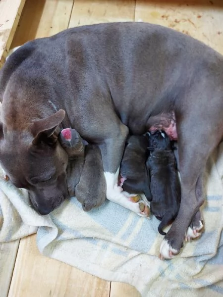 bellissimi cuccioli blue amstaff | Foto 2