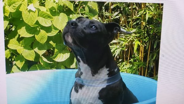 bellissimi cuccioli blue amstaff | Foto 0