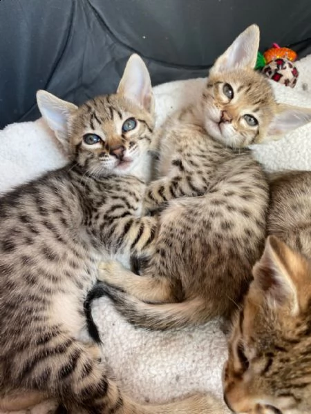 serval africano esotico e gattini della savana | Foto 0