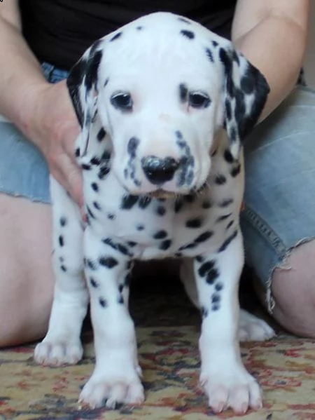 cuccioli di dalmata  femminucce e maschietti disponibili .