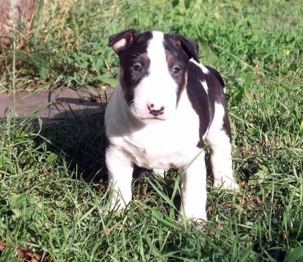  adorabili cuccioli di bull terrier  femminucce e maschietti disponibili