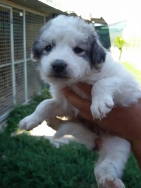 adorabili cuccioli di border collie femminucce e maschietti