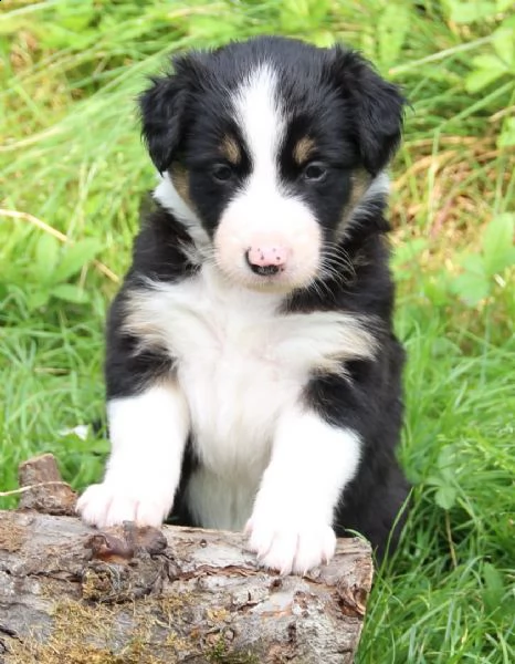 adorabili cuccioli di border collie femminucce e maschietti disponibili .